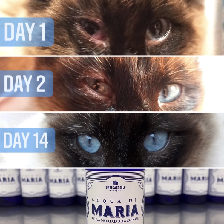 “Acqua di Maria” 2025 NEW! Puro idrolato di canapa con essenza di geranio – 50ml spray - immagine 5
