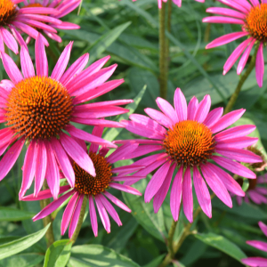 Echinacea Angustifolia