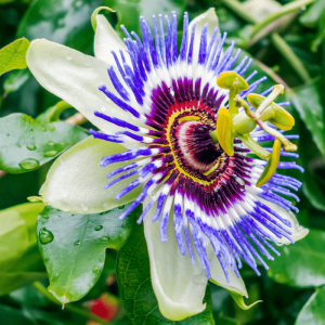 Passiflora
